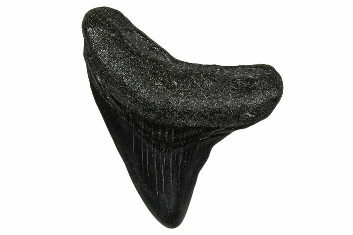 Juvenile Megalodon Tooth - South Carolina #353294